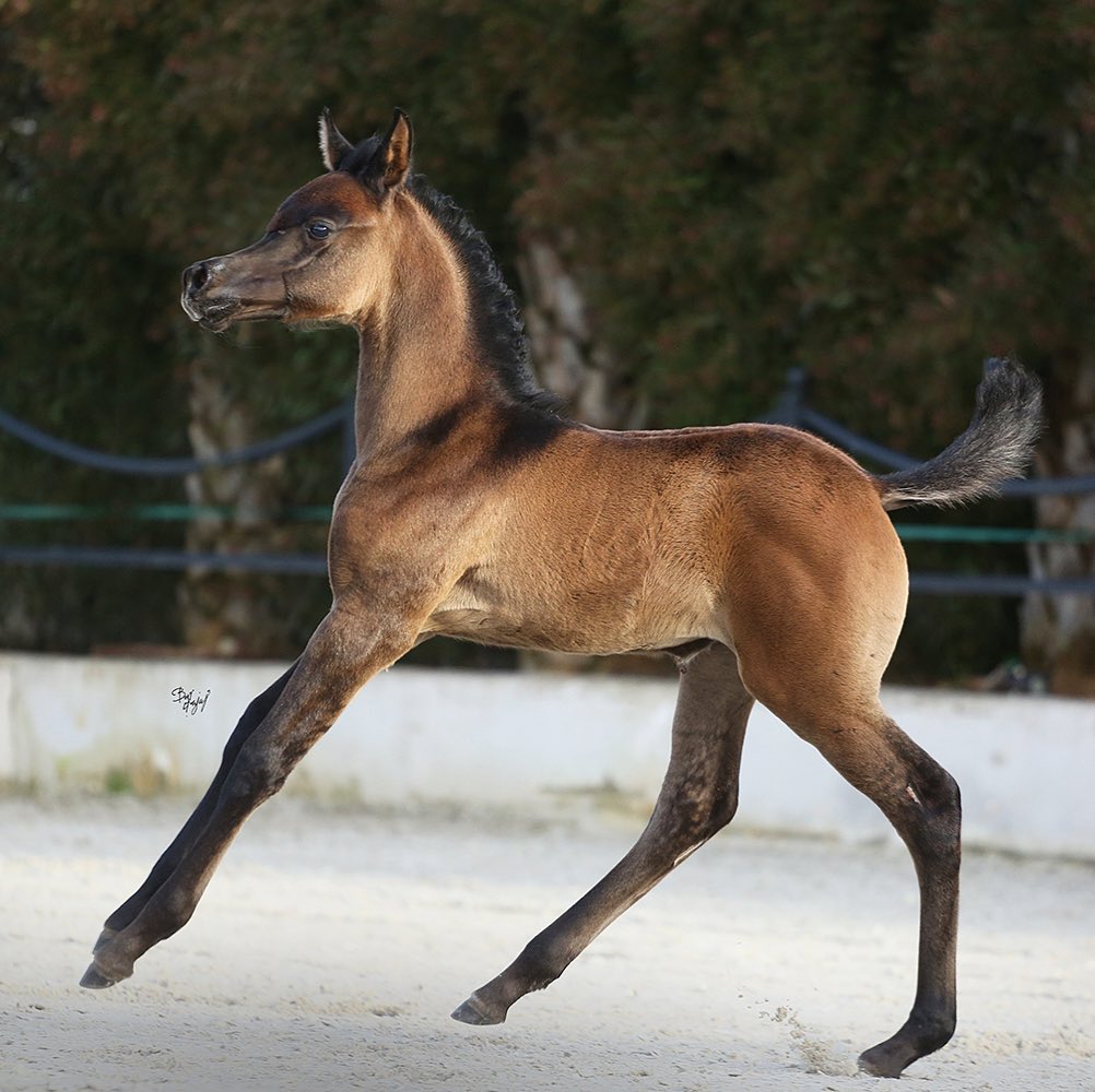 young arabian filly